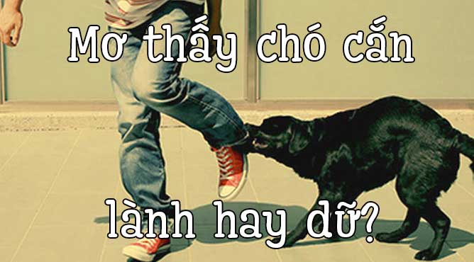 Mơ thấy chó cắn