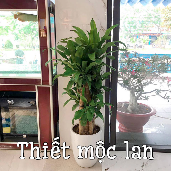 thiết mộc lan