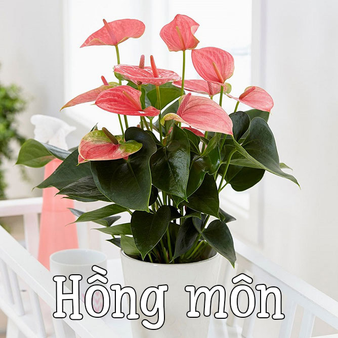 cây hồng môn