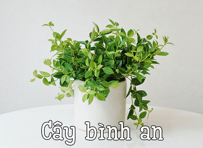 cây bình an