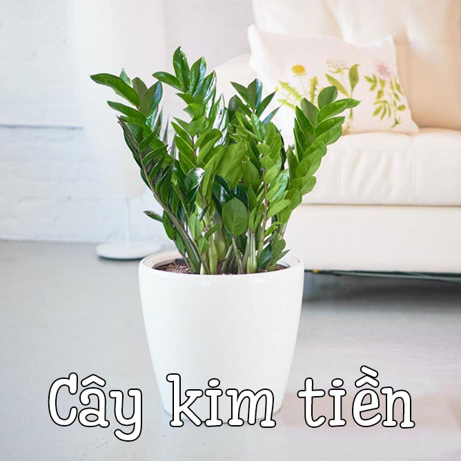 cây kim tiền