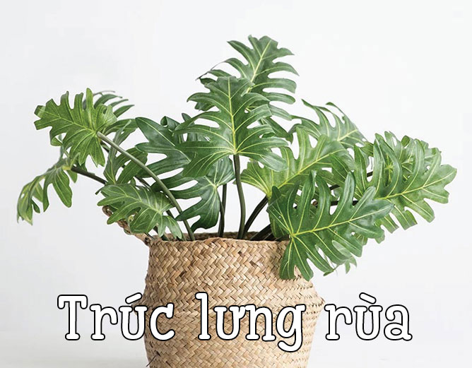 trúc lưng rùa