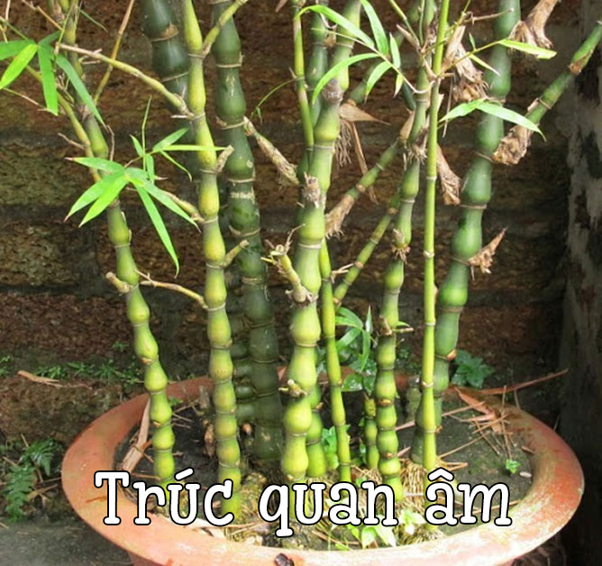 trúc quan âm