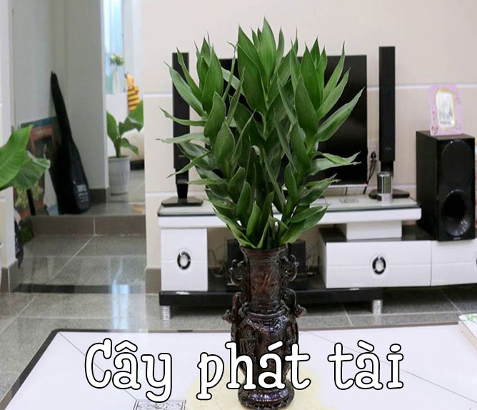 cây phát tài