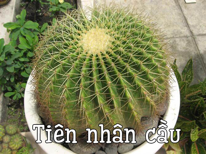 cây tiên nhân cầu