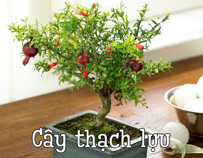 cây thạch lựu