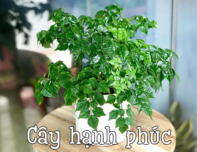 cây hạnh phúc