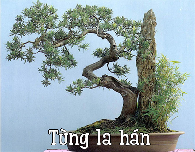 tùng la hán