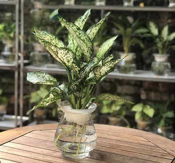 một số lưu ý khi trồng cây ngọc ngân