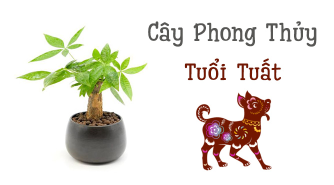 cây phong thủy tuổi tuất